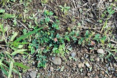 Indigofera hendecaphylla