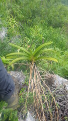 Angraecum praestans image