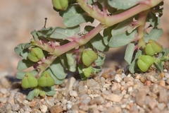 Euphorbia peplis