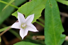 Ipomoea plebeia africana