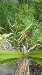 Angraecum praestans image