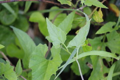 Ipomoea plebeia africana