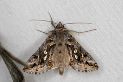 Chrysodeixis argentifera