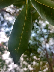 Sapindus mukorossi