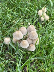 Coprinellus disseminatus