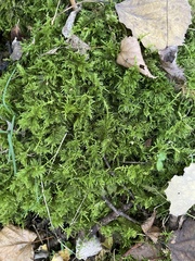 Thuidium