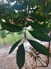 Sapindus mukorossi
