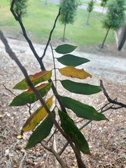 Sapindus mukorossi
