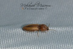 Elateridae