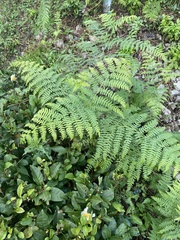 Pteridium tauricum