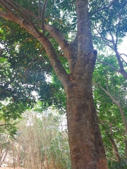 Sapindus mukorossi