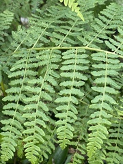 Pteridium tauricum