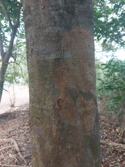 Sapindus mukorossi