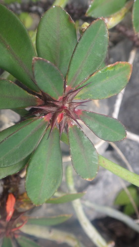 Euphorbia bulbispina image