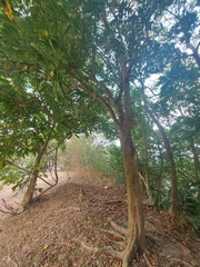 Sapindus mukorossi