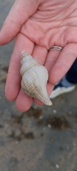 Buccinoidea