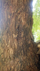 Hemidactylus platycephalus