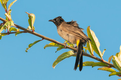 Pycnonotus xanthopygos