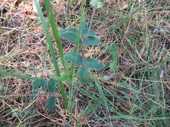 Lathyrus humilis