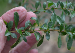 Bursaria spinosa spinosa