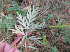 Potentilla tergemina