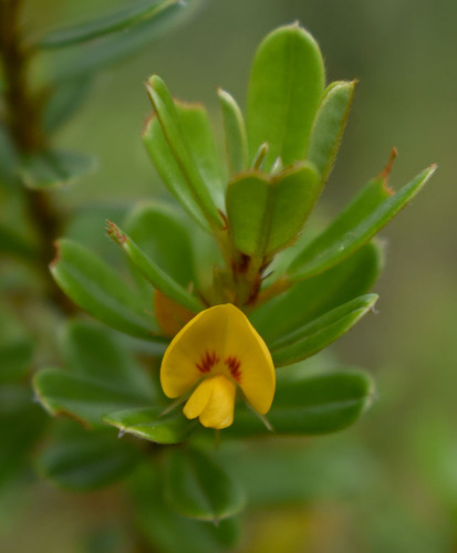 Pultenaea millarii observed 2022-08-27