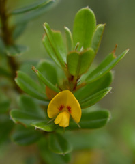 Pultenaea millarii