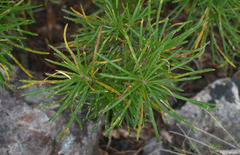 Banksia spinulosa
