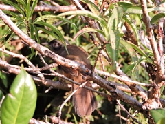 Pterorhinus perspicillatus