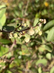 Lyonia ligustrina