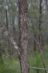 Allocasuarina littoralis