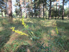 Melilotus suaveolens