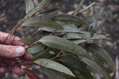 Eucalyptus tindaliae