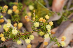 Acacia aculeatissima