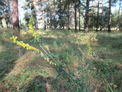 Melilotus suaveolens