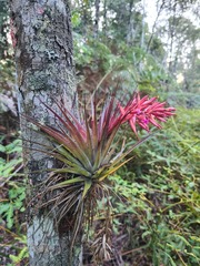 Tillandsia geminiflora