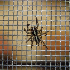 Plexippus paykulli