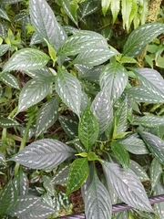 Strobilanthes maculata
