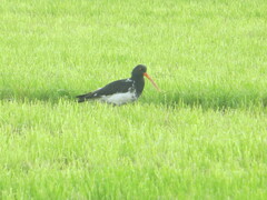 Haematopus finschi × unicolor