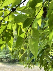 Alnus pendula