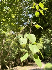 Actinidia arguta