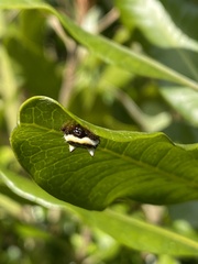 Poecilopachys australasia