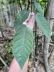 Neoshirakia japonica