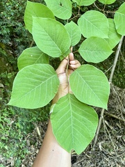 Neoshirakia japonica