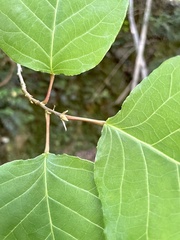 Neoshirakia japonica