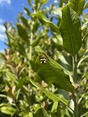 Poecilopachys australasia