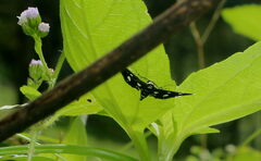 Bocchoris