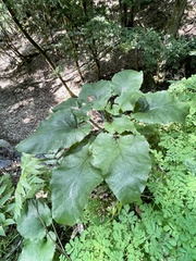 Cardiocrinum cordatum