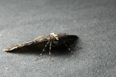 Pseudocoremia leucelaea