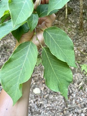 Neoshirakia japonica